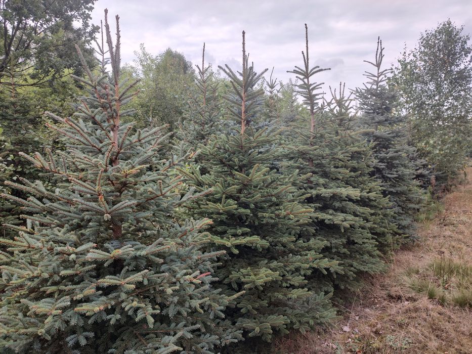 Świerk srebrny kłujący