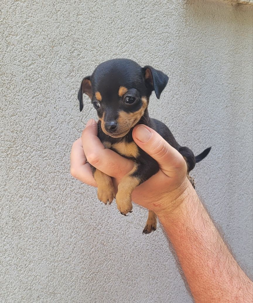 Pinscher bebé macho