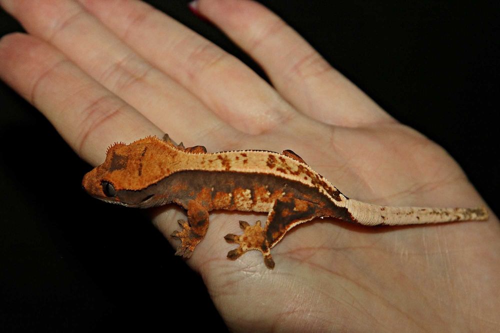 Gekon orzęsiony Pinstripe tri colour