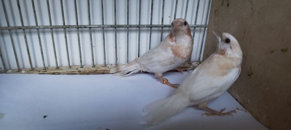 Ładna młoda parka mewek japońskich.