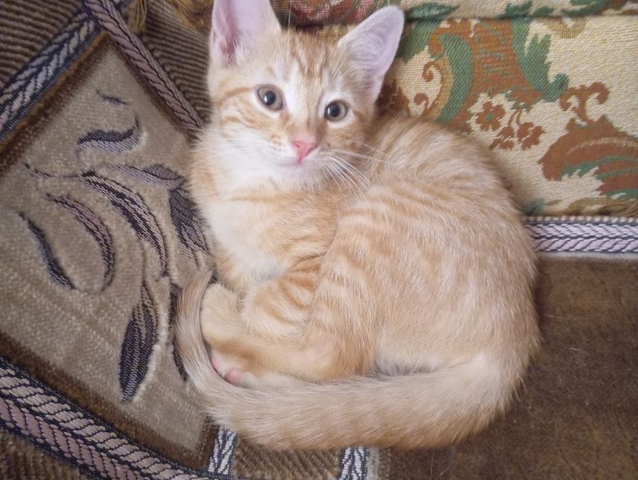 Отдам рыжих котяток)))