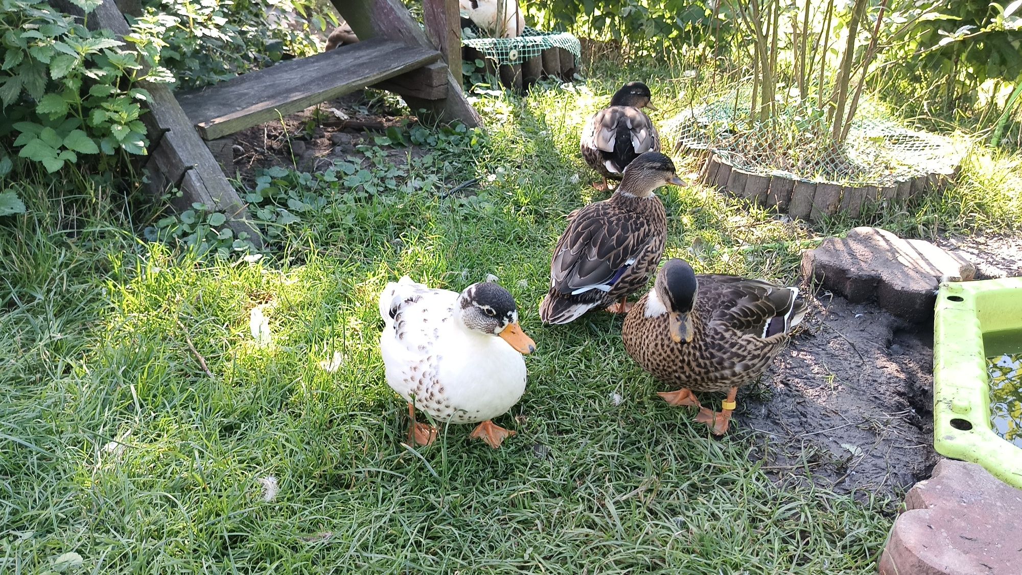 Kaczorek call duck i biegusy