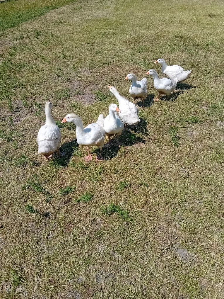 Gęsi młode białe