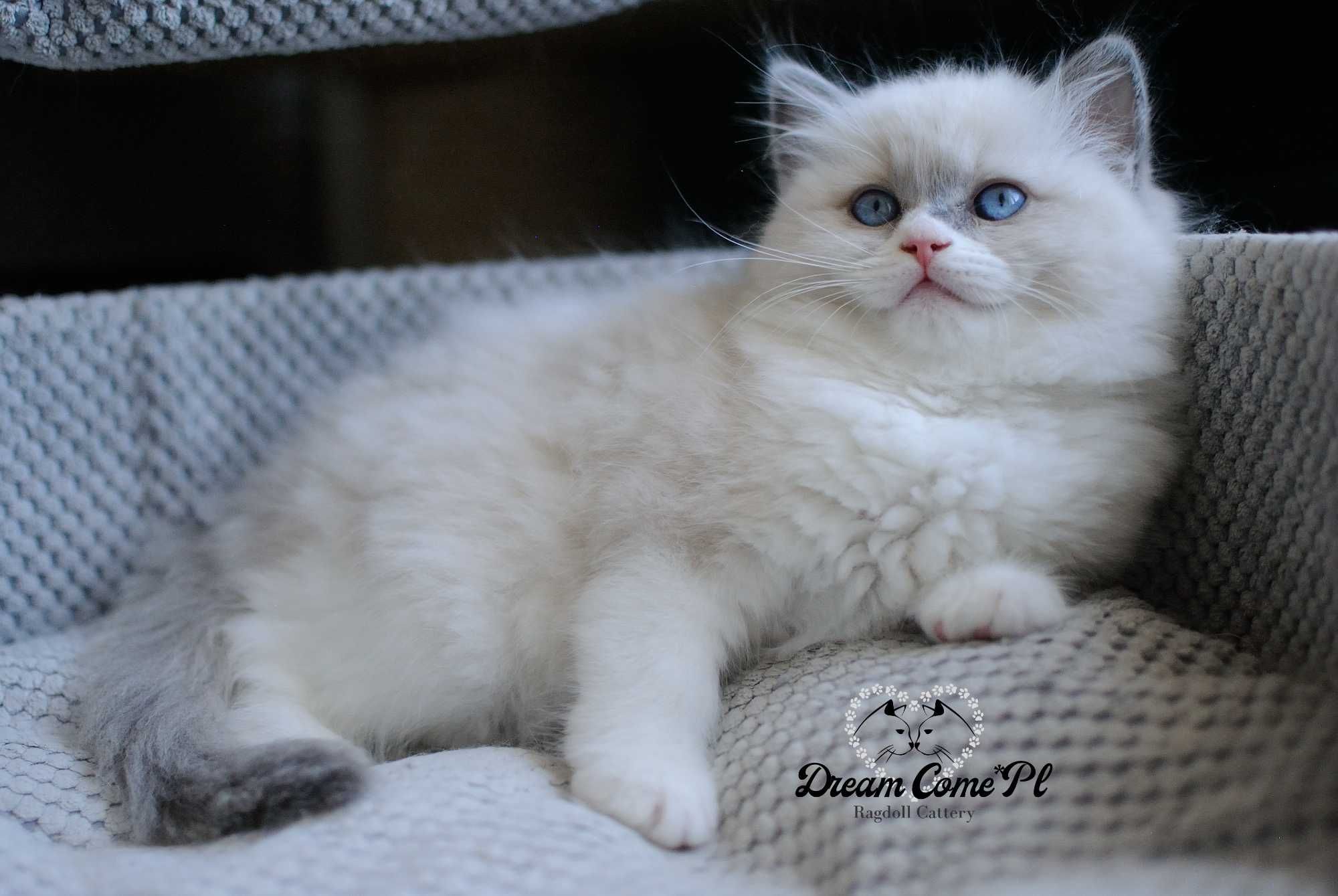 Kotka blue bicolor ragdoll FPL