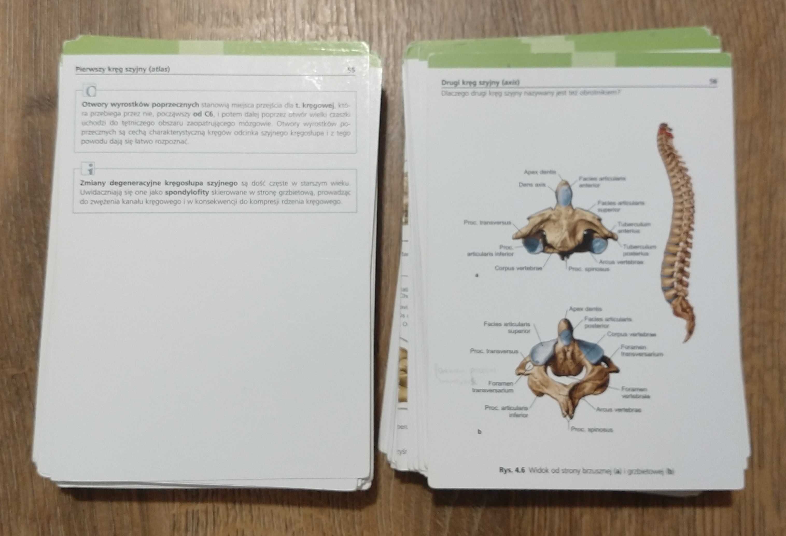 fiszki Sobotta mięśnie, stawy więzadła; neuroanatomia; układ mięśniowy