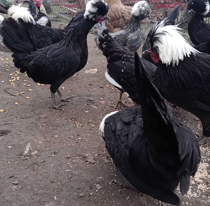 Białoczuby holenderskie