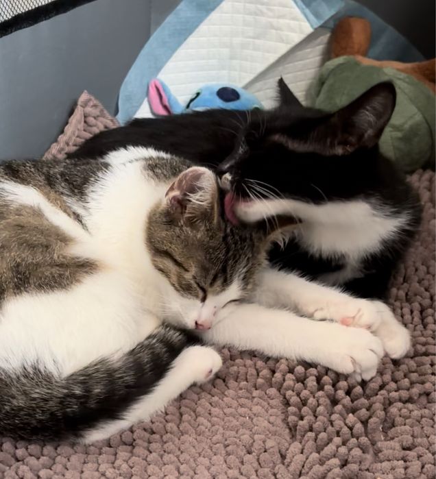 Kociaki 4 miesieczne szukaja domu / kocieta do adopcji