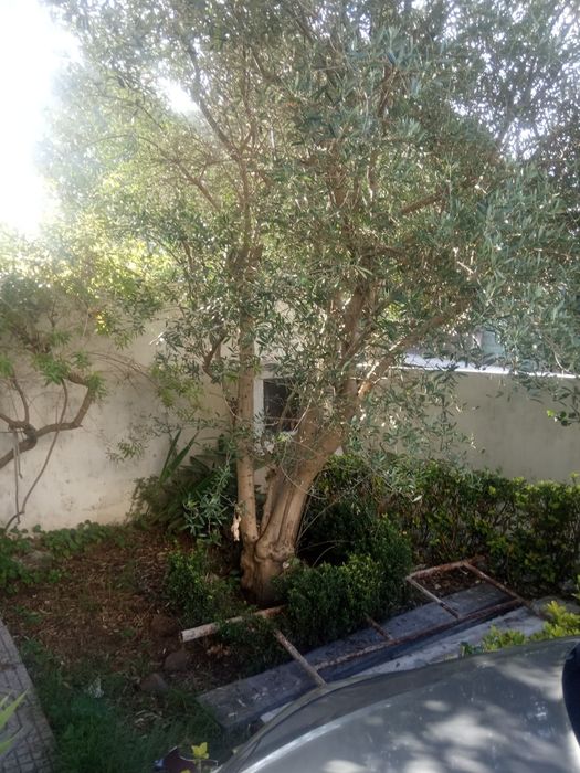 Venda oliveiras  k dão azeitonas