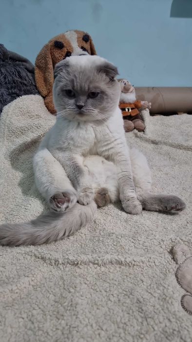 Вязка Шотландец котик