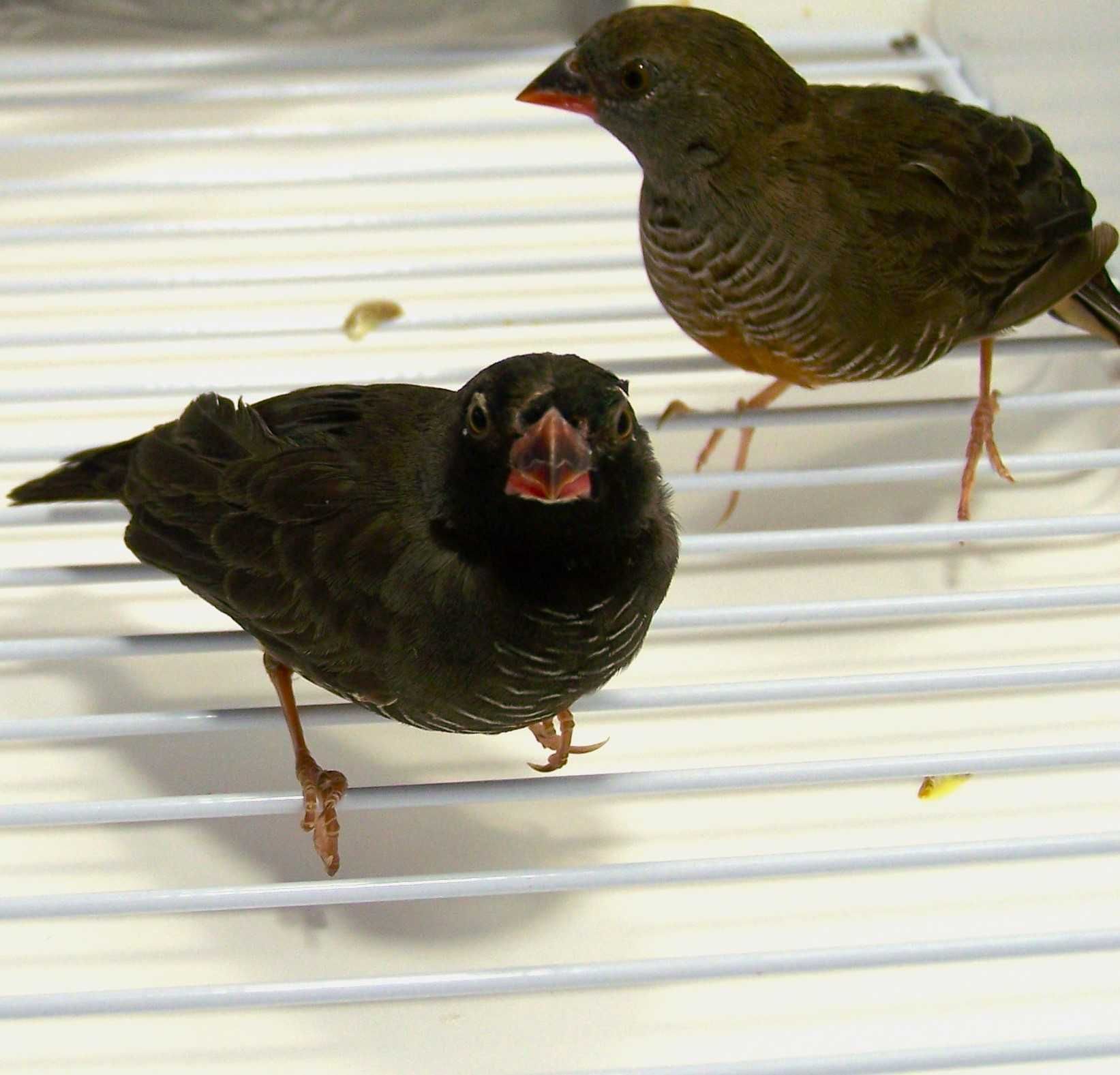 Trawinek zmienny (Ortygospiza atricollis)