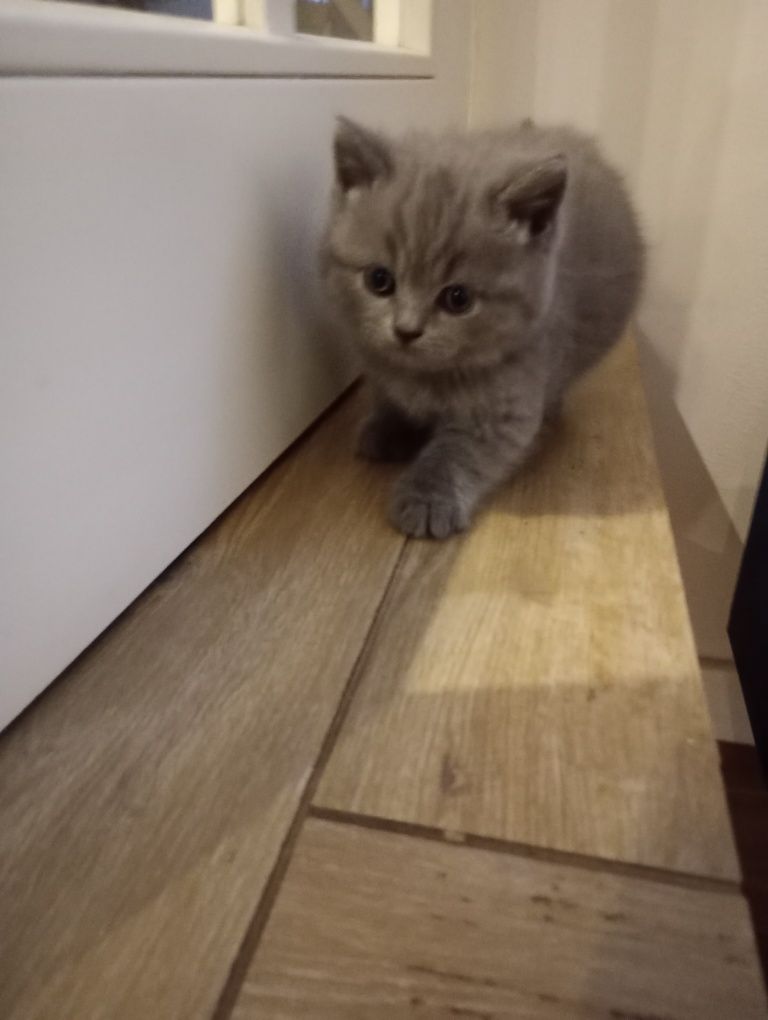 Kot brytyjski niebieski krótkowłosy długowłosy Whiskas