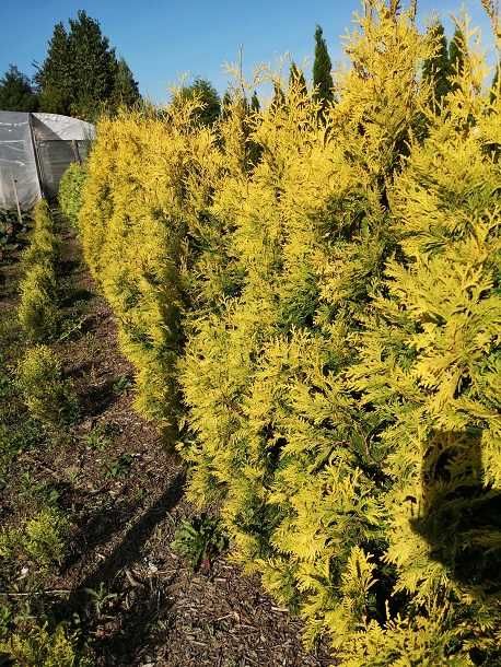 tuja aurescens żółta kolumnowa na żywopłot nowa huta