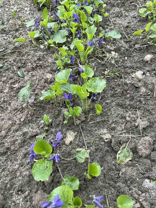 Фиалка садовая, лесная фиолетовая