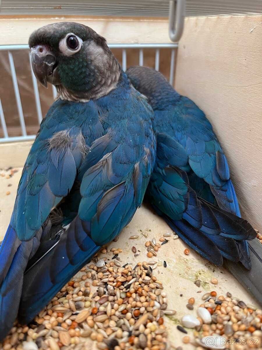 Попугай Пиррура Редкого синего насіщенного цвета
