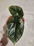 Alocasia Sinuata