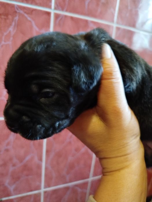 Бронювання Кане корсо