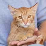 Омлетик, котик, рыжий кот, 1,5 года