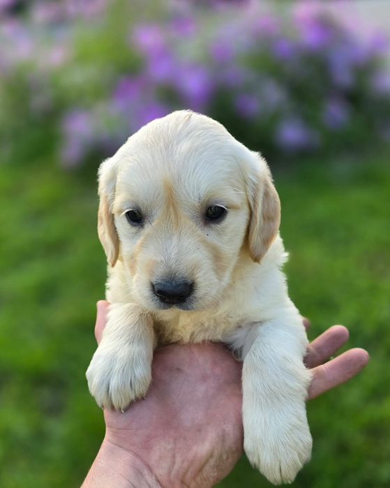 Golden Retriever Suczka szczeniak metryka