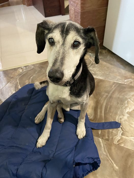 Zaginał pies - Myślenice - Nagroda