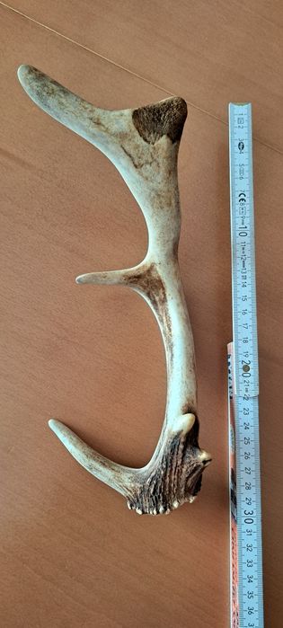 Poroże jelenia zrzut