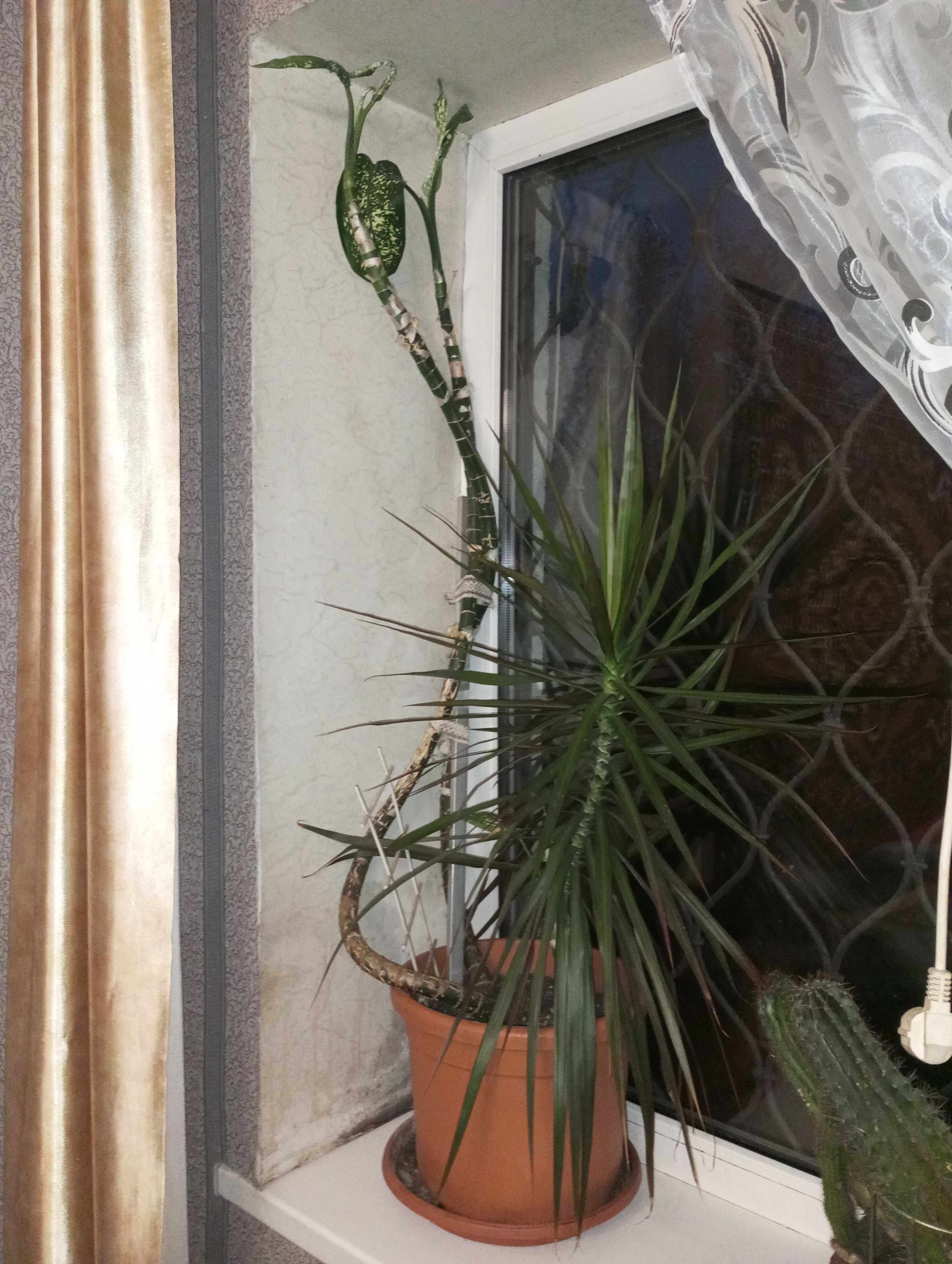 Драцена Dracaena Маргината пальма 85 см диффенбахия