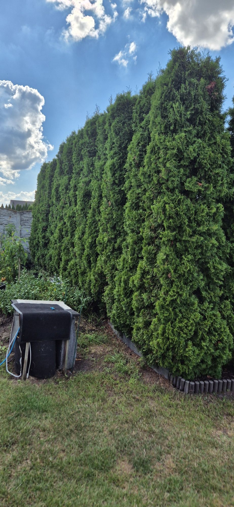 Tuja thuja szmaragd 3.5 metra 350 cm tuje 18 sztuk