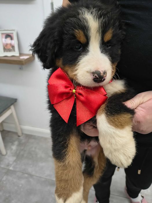 Berneński pies pasterski gotowy do odbioru