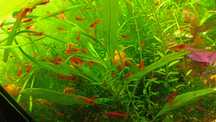 Krewetki Red Cherry +Gratis