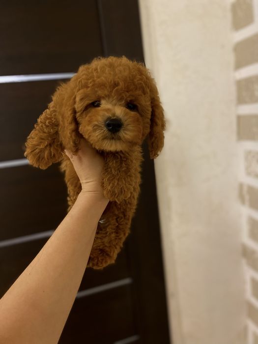 Мальтипу ред браун в типе Тедди