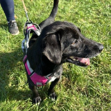 Rakuś, jest kochany i zle znosi pobyt w schronisku, pokochaj