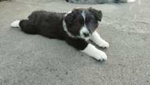 Border Collie ZKwP czarno biała suczka