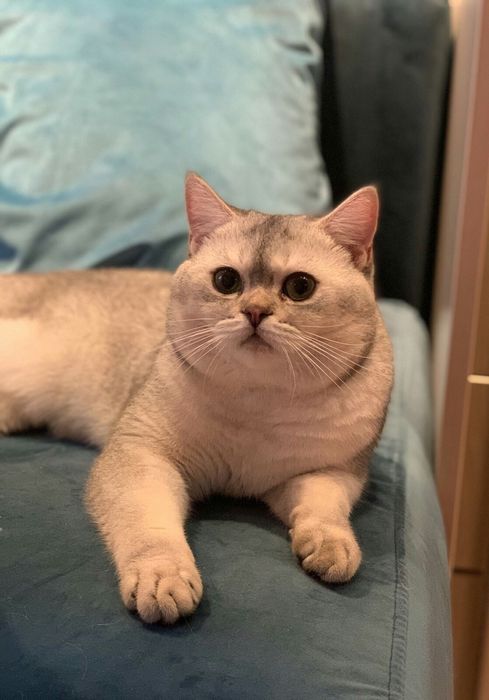 Кошенята срібної та золотой шиншили