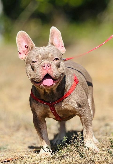 Кобель Ньюшайд тан предлогается для вязки