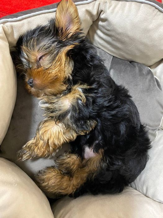 Міні йорк. Йоркширський тер'єр.