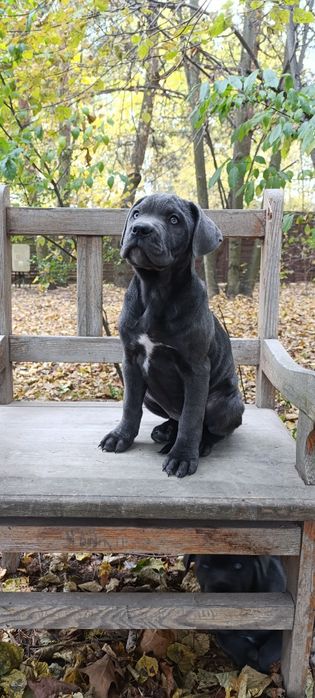 Suka suczka szczeniak Cane Corso Blue niebieska