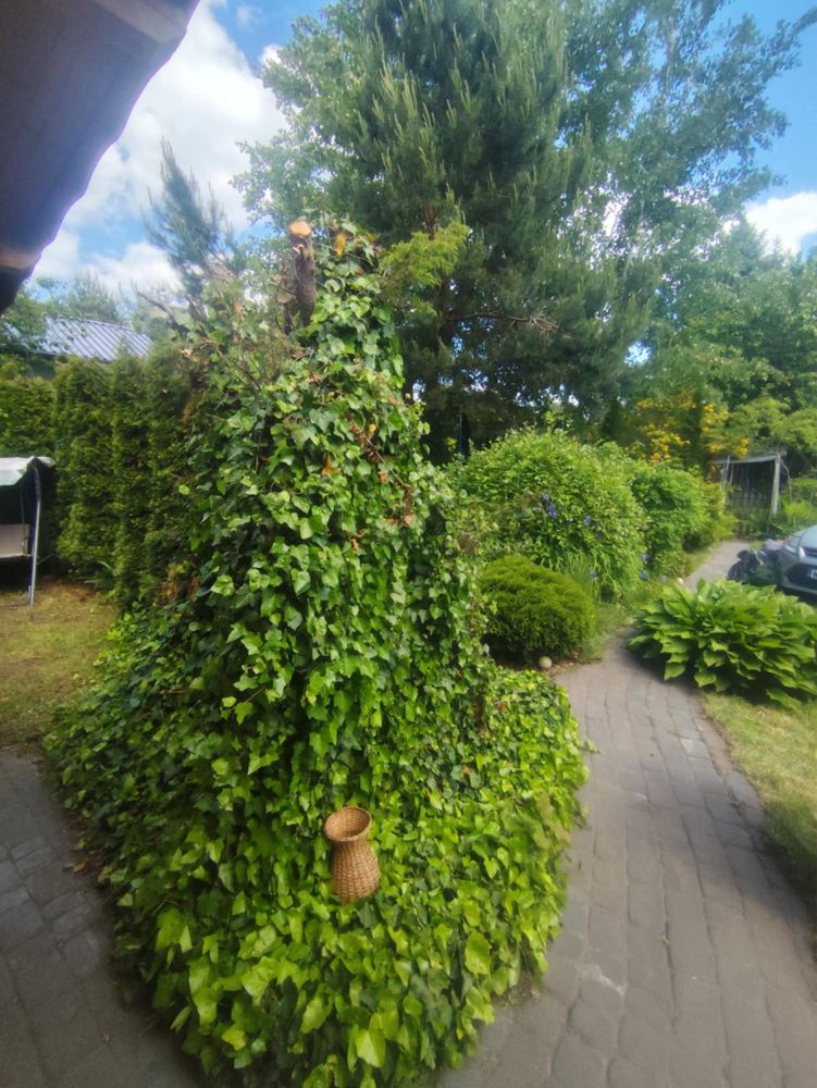 Działka ROD 300m2 Paluch włochy