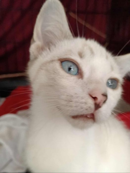 Gatinha bebe (jane) para adoção responsável