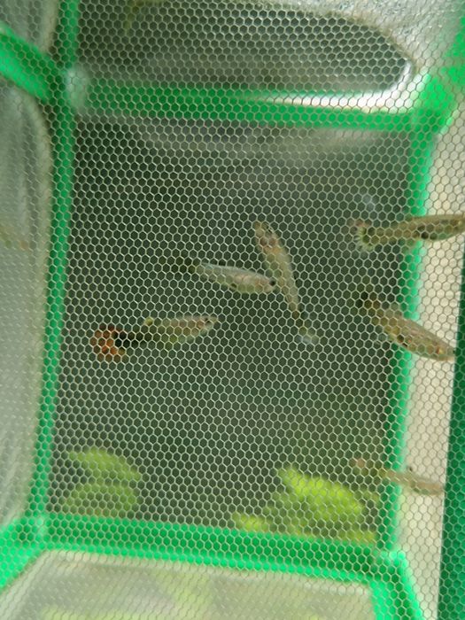 Guppys alvelinos e juvenis