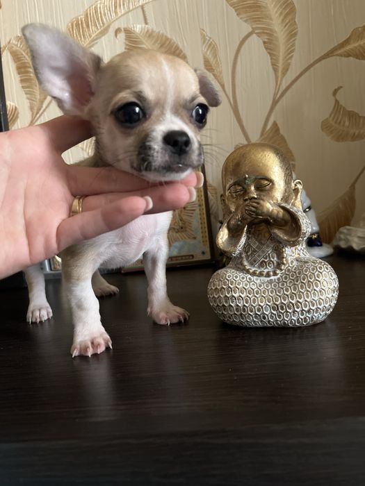 Продам чихуахуа мальчик