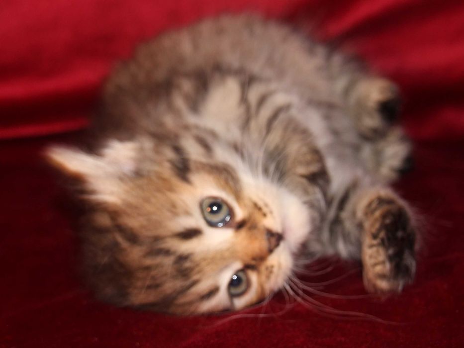 Crystal koteczka syberyjska z rodowodem FPL, legalna hodowla 18 lat