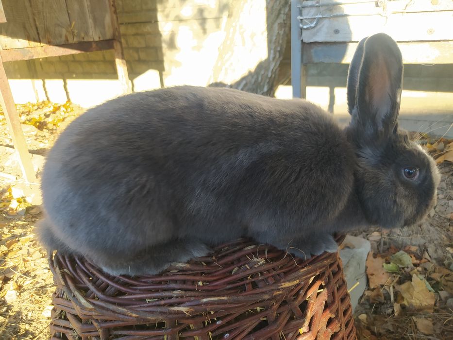 Samica/samiec królik wiedeński