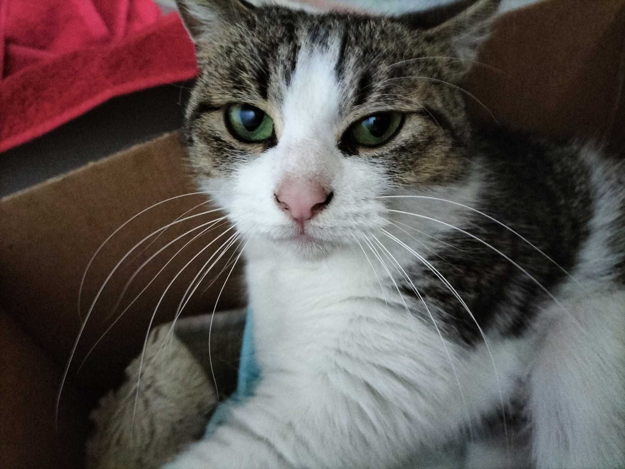 Kot kotka do adopcji Kot szuka domu