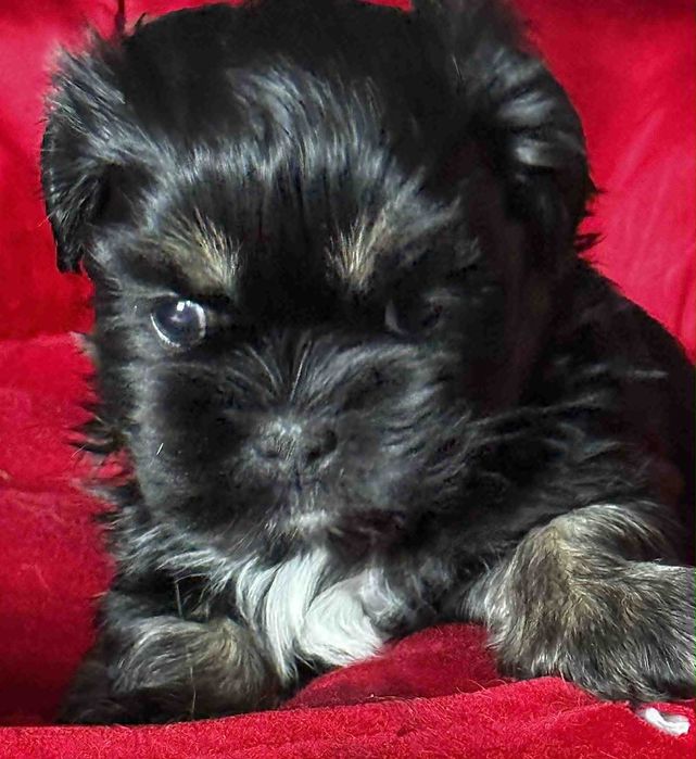 Cudne szczenię Lhasa Apso
