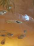 Peixes endlers tigre