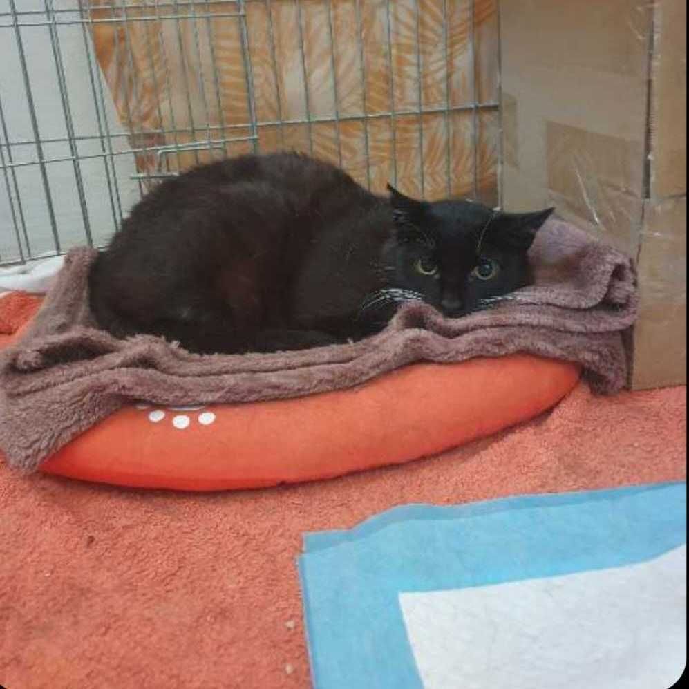 Mika - kotka do adopcji