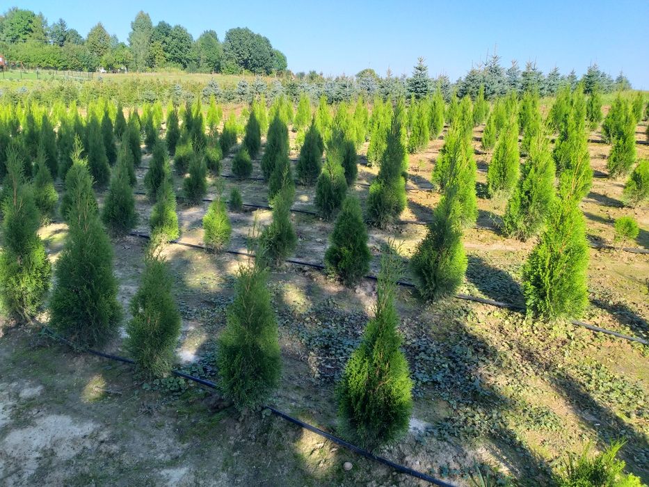 Tuja szmaragd thuja smaragd żywotnik zachodni