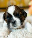 Shih tzu zapraszam