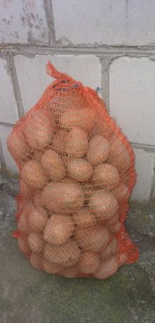 Sprzedam ziemniaki Vineta Tajfun i Catanie