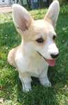 Welsh corgi pembroke ZKwP FCI