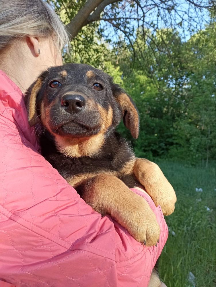 Дівчинка 3 міс шукає дім